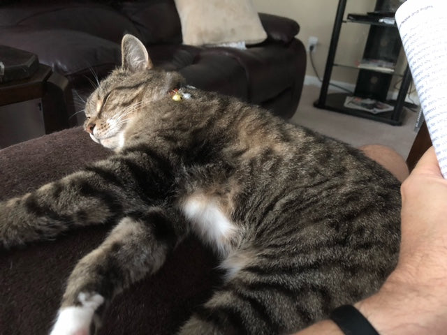 When Your Pet Knows Your Routine Better than You!