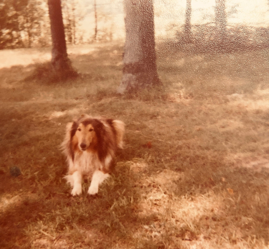 Into the Woods: What My Childhood Dogs Taught Me About Adventure, Loyalty, and Quiet Protection
