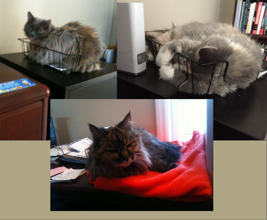 Why Pets Always Choose the Most Ridiculous Places to Sleep