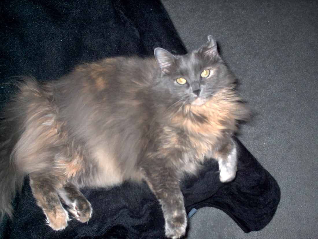 Wait…Since When Do Cats Play Fetch? (A Story About Neyland Rewriting the Rules)