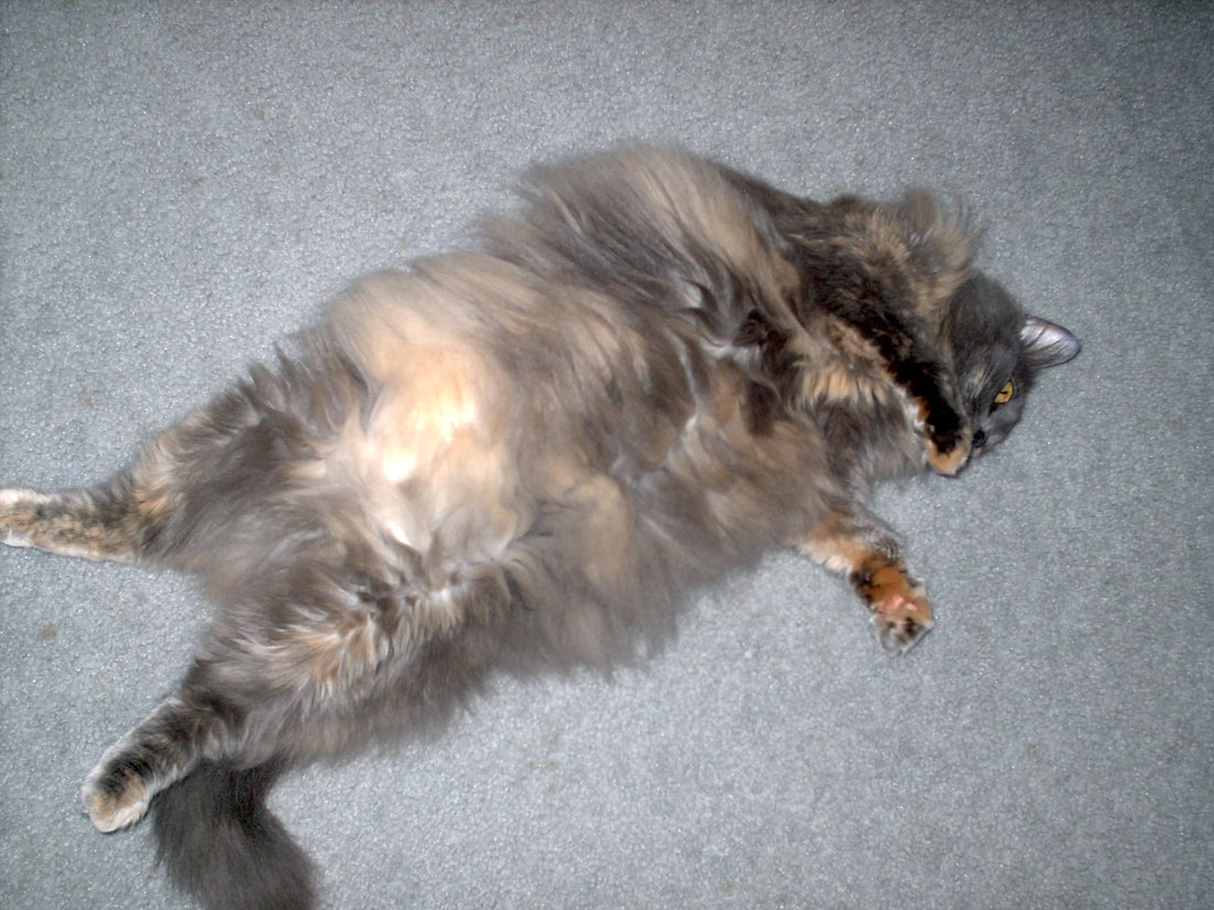 Toe Floof vs. Traction: Should You Trim the Fur Around Your Cat’s Paw Pads?