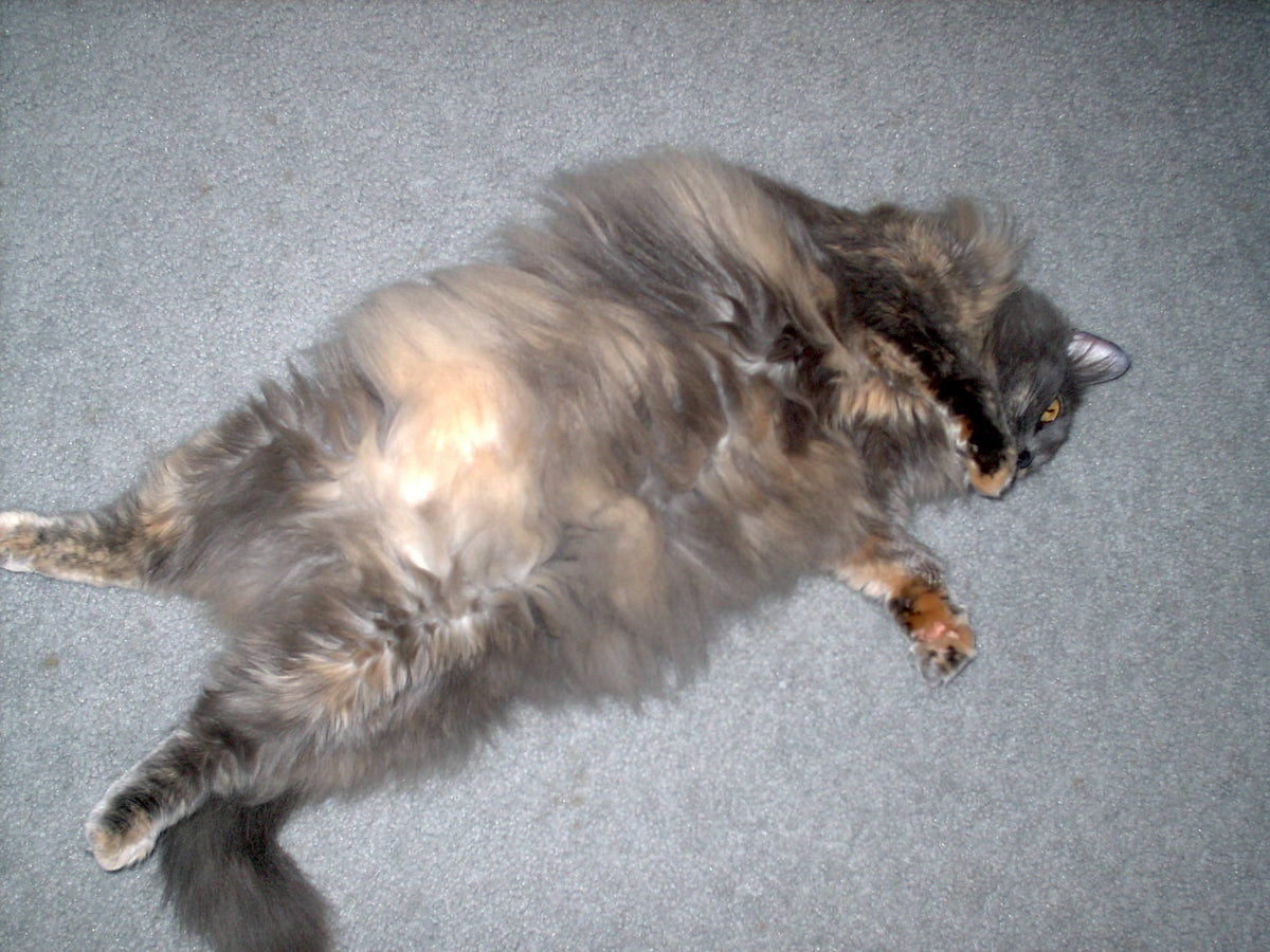 Toe Floof vs. Traction: Should You Trim the Fur Around Your Cat’s Paw Pads?