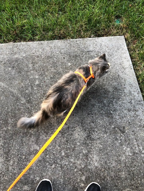 The Cat Who Insisted on Daily Walks