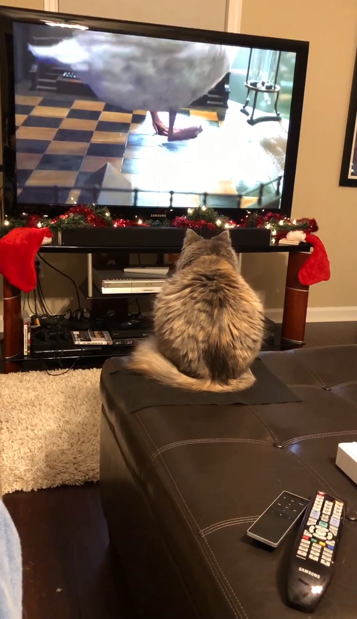 When the Cat Picks the Movie: Toku, Dr. Dolittle, and the Mystery of On-Screen Fascination