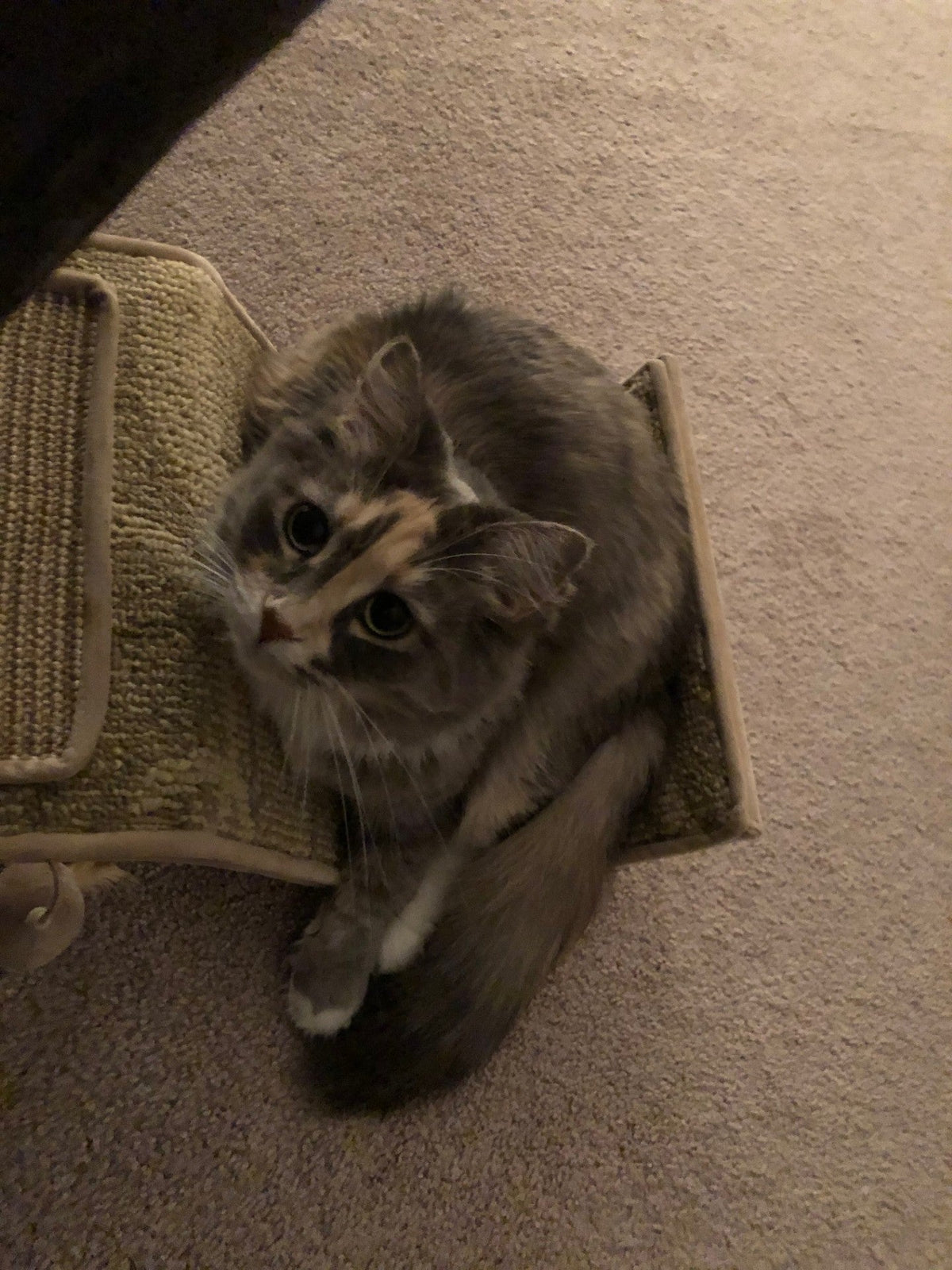 The Day the Toy Mouse Blinked Back: A Very Real Lesson in Cat Instincts
