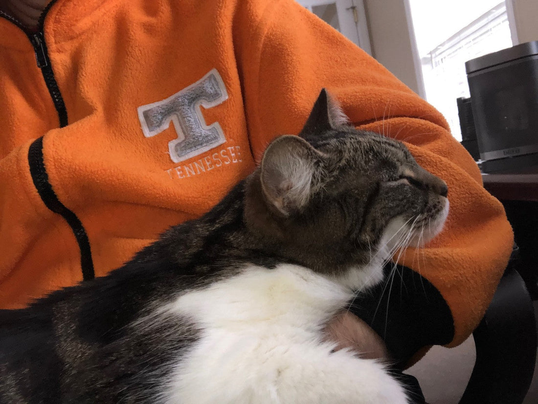 Working From Home With Pets: Productivity, Purrs, and the Occasional IT Sabotage