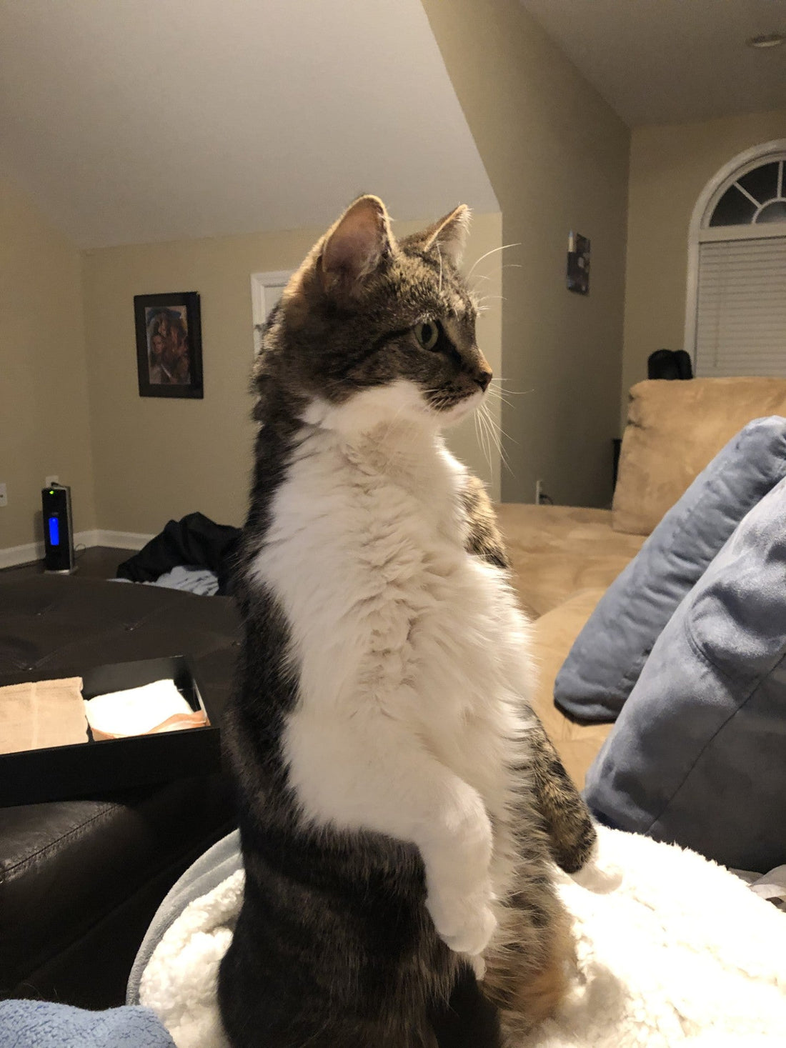 What Did Cali See? Animal Vision, Perception, and the Things We Miss