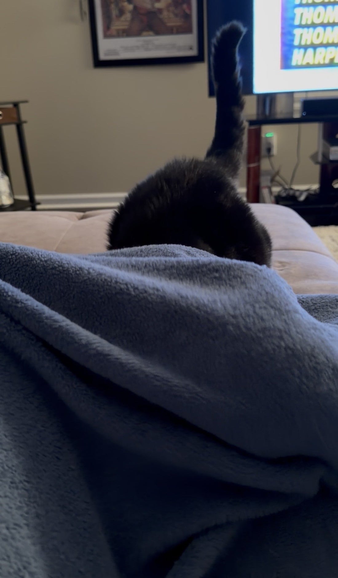 The Nightly Routine: Your Pets Know What's Coming Next