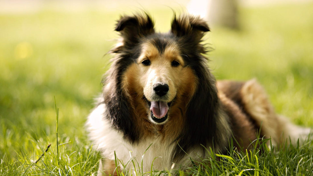 Why Dogs Need to Sniff: The Surprising Benefits of Scent Walks
