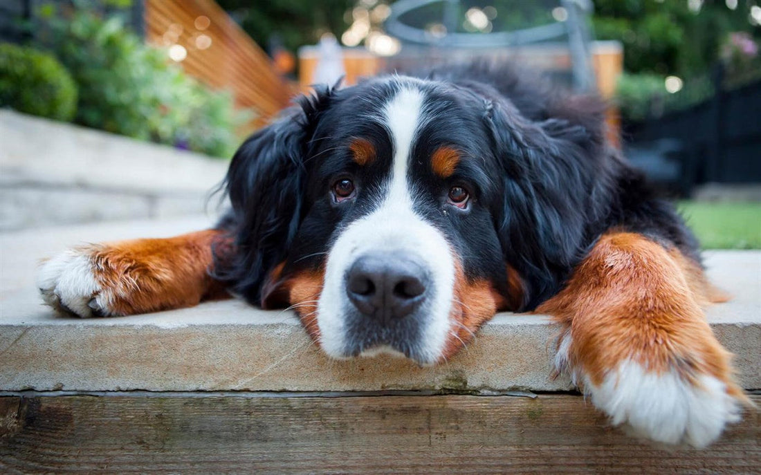 When Treats Become the Main Course: How to Handle a Finicky Pet Who Refuses Their Meal