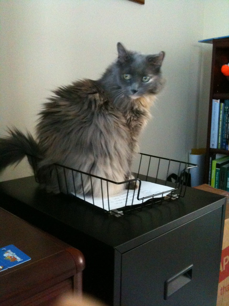 The Bathroom Siege: When Protective Pets Take Their Jobs a Little Too Seriously