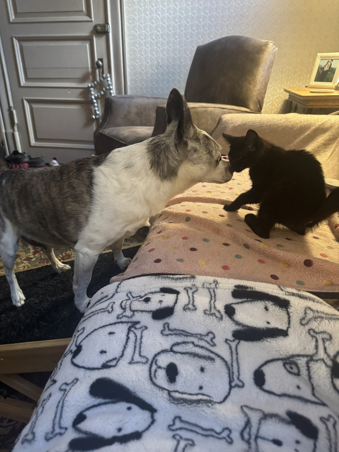 Small Dog Doesn't Mean Small Dog Needs