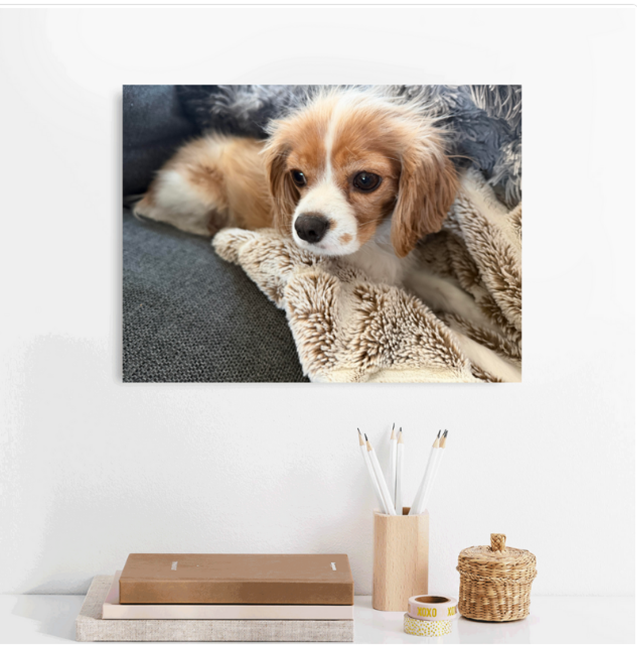 Personalized Pet Canvas Art... Capturing the Chaos and the Cuddles—Forever
